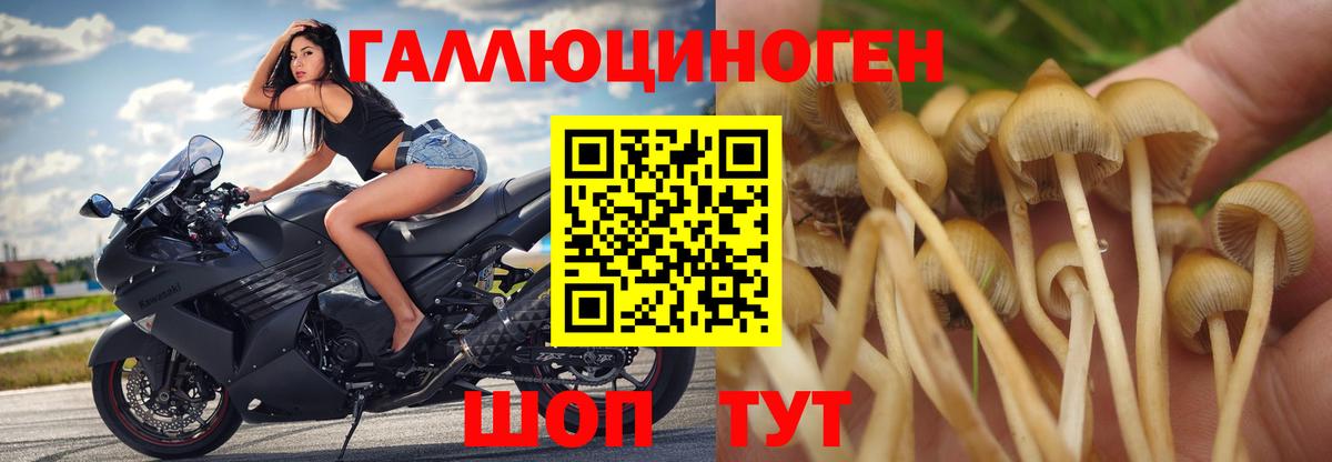 Сунжа  Галлюциногенные грибы мицелий  Вход с VPN  Галлюциногенные грибы GOLDEN TEACHER 